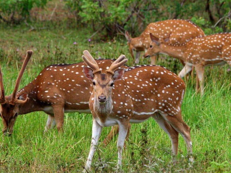 From Hambantota Harbor: Bundala National Park Safari-Private - Practical Details & Value