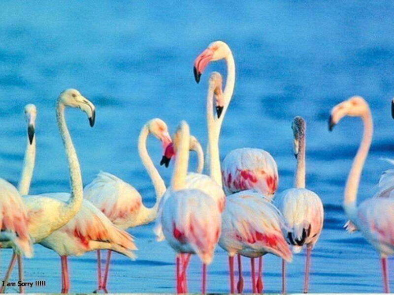 From Hambantota Harbor: Bundala National Park Safari-Private - Why Choose This Safari?