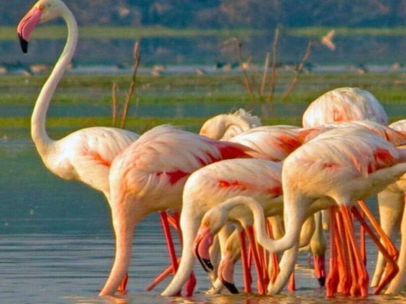 From Hambantota Harbor: Bundala National Park Safari-Private - Final Thoughts