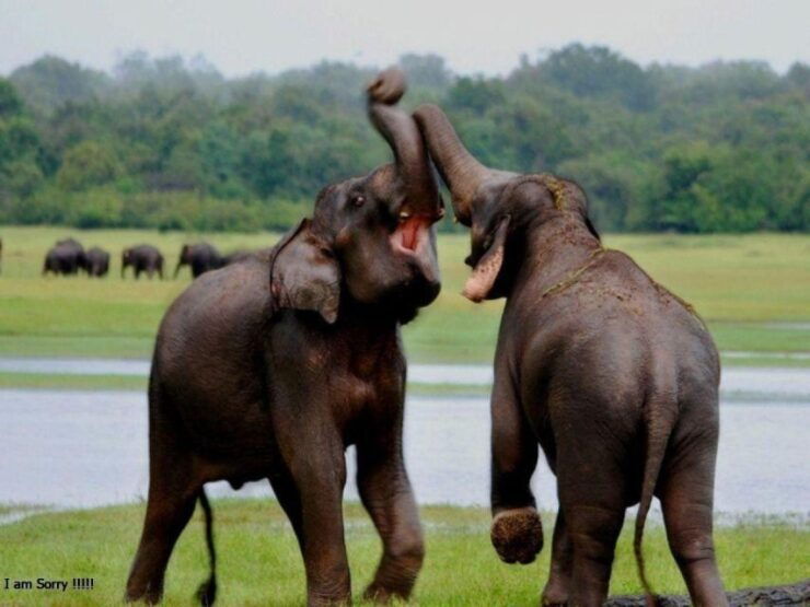 From Hambantota Harbor: Elephant Safari Extravaganza - Conservation Efforts