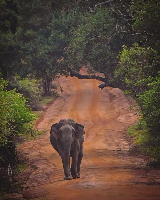 From Hambantota: Lunugamvehera National Park Wild Safari - Pricing Details and Booking Process
