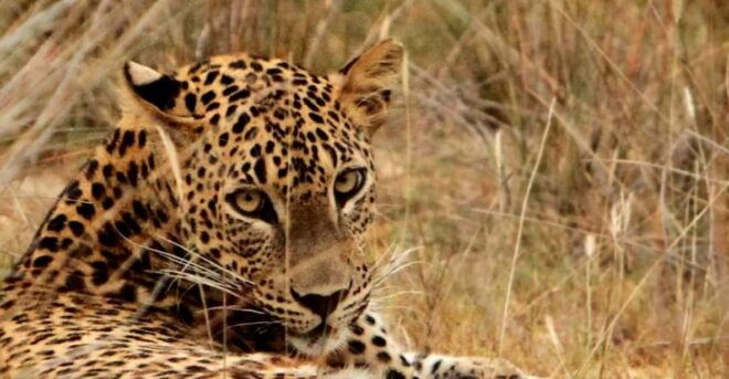 From Hambantota: Lunugamvehera National Park Wild Safari - Key Wildlife to Spot