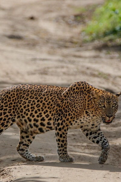From Hambantota: Lunugamvehera National Park Wild Safari - Inclusions of the Safari Package