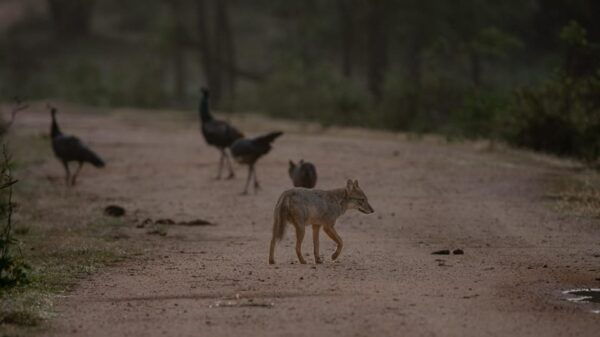 From Hambantota: Lunugamvehera National Park Wild Safari - Essential Information for Travelers