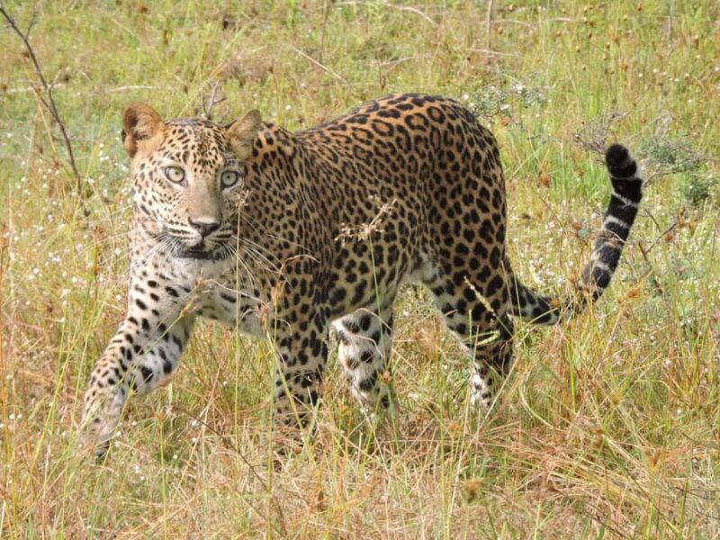 From Hambantota Port: All Inclusive Half Day Safari in Yala - Introduction: What This Yala Safari Offers