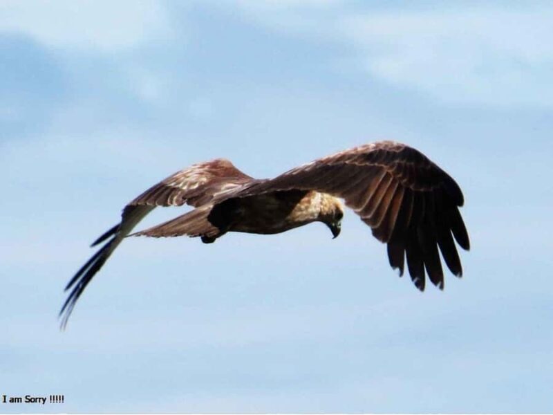 From Hambantota Port: All Inclusive Half Day Safari in Yala - An In-Depth Look at the Yala Safari Experience