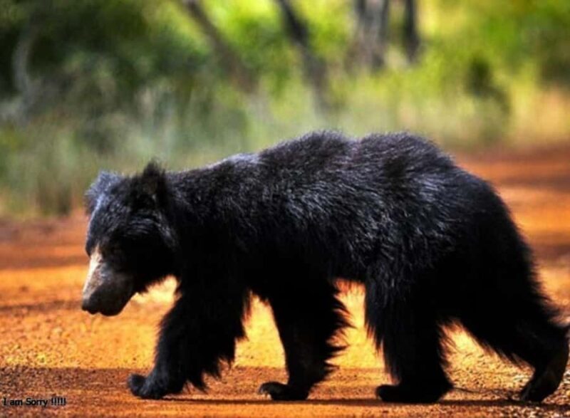 From Hambantota Port: All Inclusive Half Day Safari in Yala - FAQ