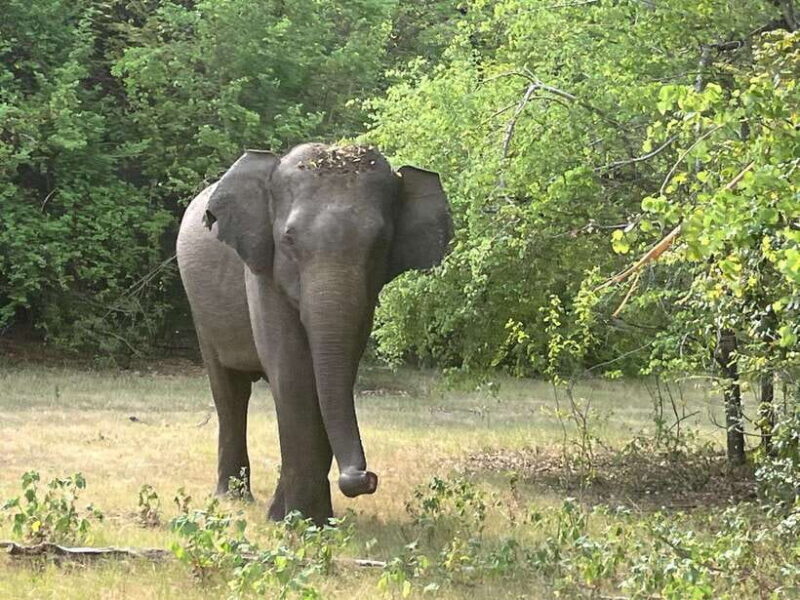 From Hambantota Port: Yala National Park Private Safari - The Heart of the Safari: Wildlife Encounters