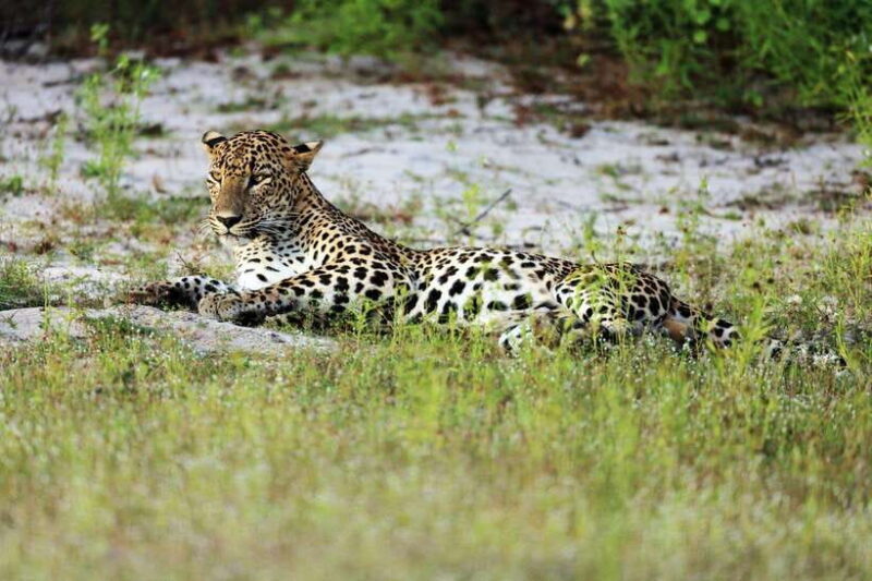 From Hambantota Port: Yala National Park Private Safari - Pricing and Value