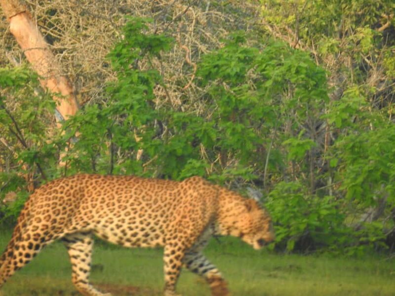 From Hambantota Port: Yala National Park Safari - A Deep Dive into the Yala Safari Experience