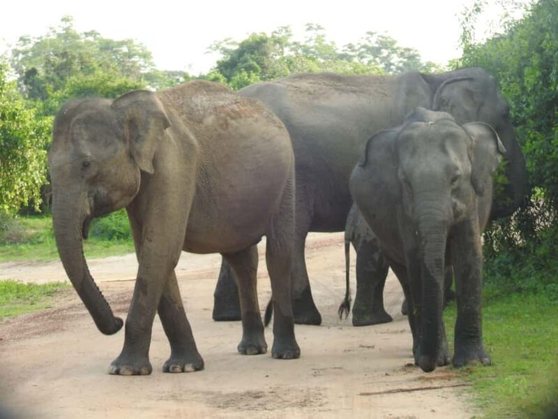 From Hambantota Port: Yala National Park Safari - FAQ