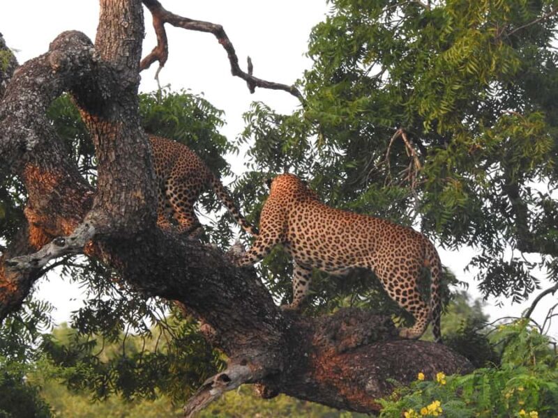 From Hambantota Port: Yala National Park Safari - Good To Know