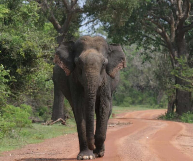 From Hambantota Port: Yala National Park Safari - Introduction to the Safari Experience