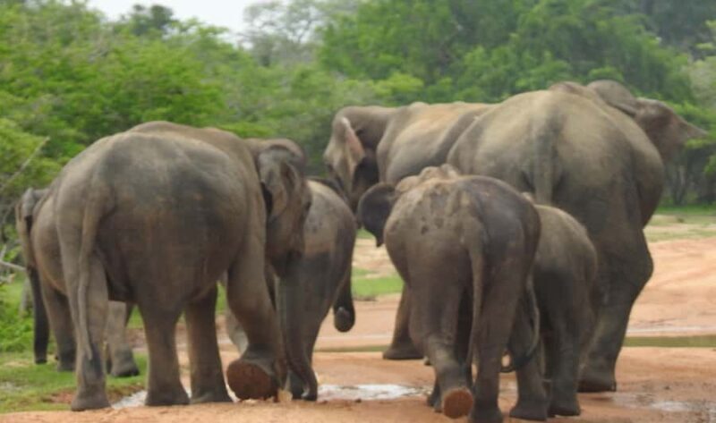 From Hambantota Port: Yala National Park Safari - The Value of the Tour