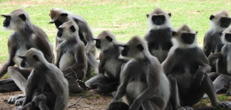 From Hambantota Port: Yala National Park Safari - Practical Tips for Your Safari