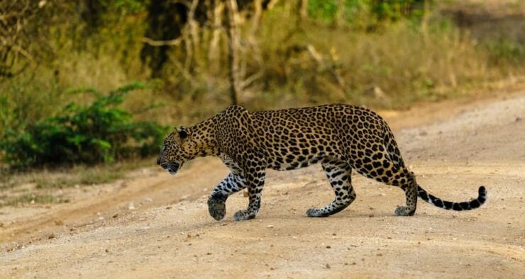 From Hambantota Port : Yala National Park Safari - Good To Know