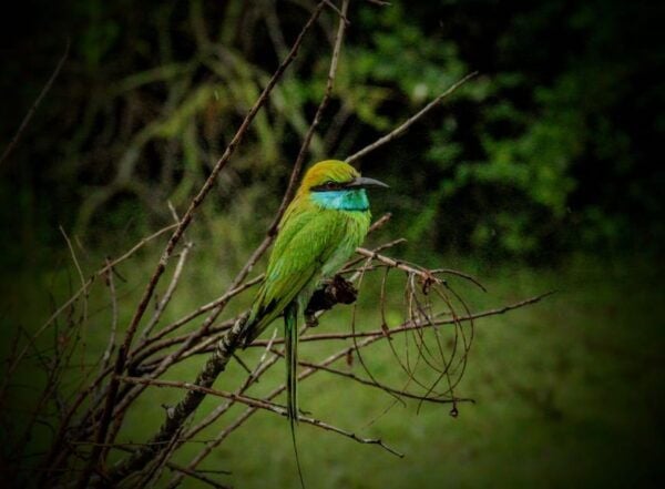 From Hambantota Port : Yala National Park Safari - Cultural and Historical Significance