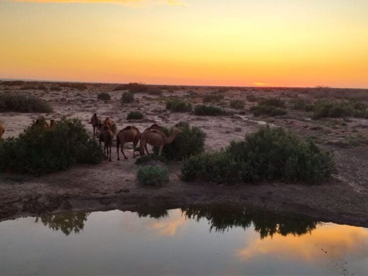 From Hammamet: Sahara Tour We 3 Days and 2 Nights - Tour Details and Logistics