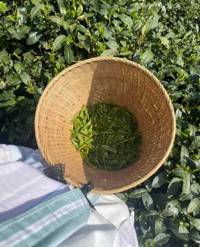 From Hangzhou: Longwu Tea Village, Longmen Town & Dam Tour - Practical Details & What You Need to Know