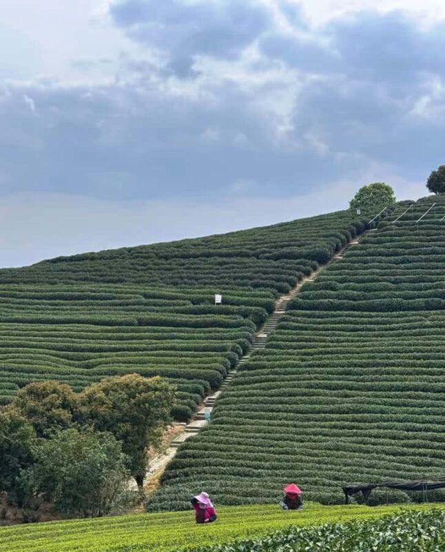 From Hangzhou: Longwu Tea Village, Longmen Town & Dam Tour - Why This Tour Is a Great Choice
