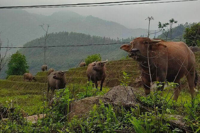 From Hanoi: 2-Day Sapa Scenic Highlands with overnight Homestay - Authenticity and Cultural Insights