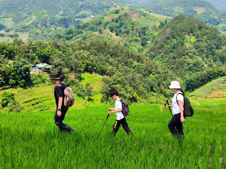 From Hanoi: 2-Day Sapa Trekking Tour With Limousine Transfer - Tour Guide and Pickup Service