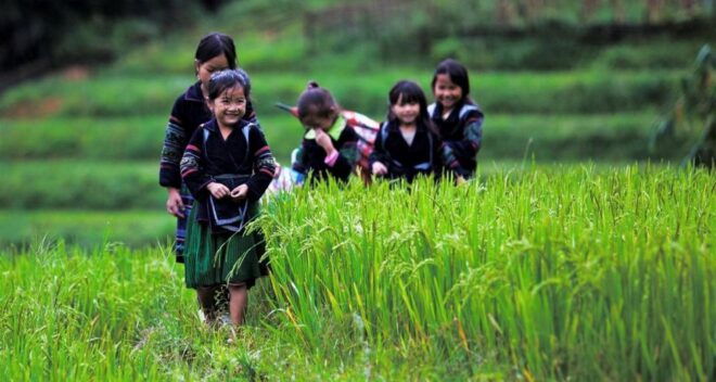 From Hanoi: 3-Day Sapa Trek With Guide, Homestay and Meals - Similar Trip Options and Prices