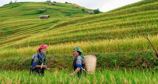 From Hanoi: 3-Day Sapa Trek With Guide, Homestay and Meals - Common Questions