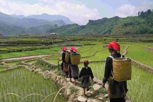 From Hanoi: 3-Day Sapa Trek With Guide, Homestay and Meals - The Sum Up