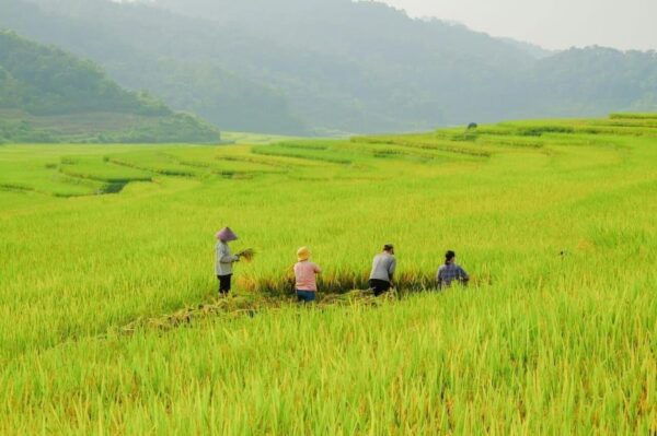 From Hanoi: Admire The Terraced Fields In Sapa For 2 Days - Visit to Giang Ta Chai