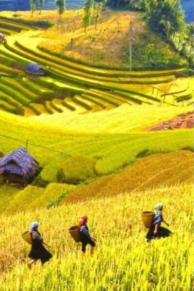 From Hanoi: Admire The Terraced Fields In Sapa For 2 Days - Booking and Pricing