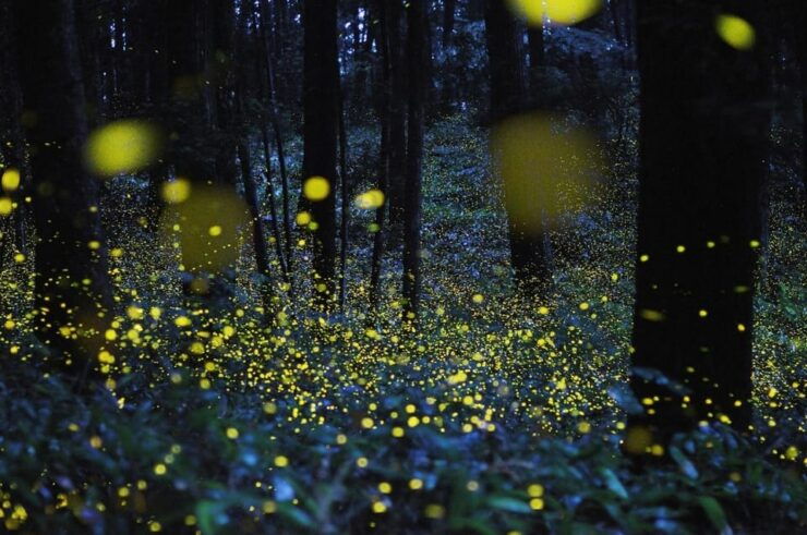 From Hanoi: Adventure In Cuc Phuong Forest & Watch Fireflies - Tour Highlights