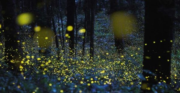 From Hanoi: Adventure In Cuc Phuong Forest & Watch Fireflies - Contact Information