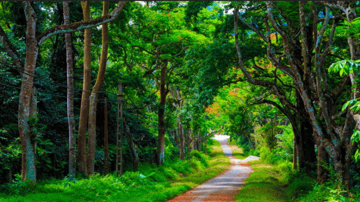 From Hanoi: Cuc Phuong & Admire Fireflies In 1 Day - Good To Know