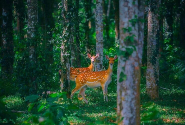 From Hanoi: Cuc Phuong & Admire Fireflies In 1 Day - Itinerary Breakdown
