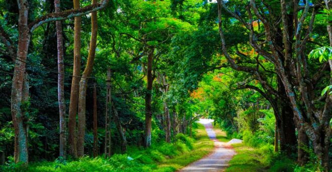 From Hanoi: Cuc Phuong & Admire Fireflies In 1 Day - Dining Options