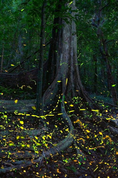 From Hanoi: Cuc Phuong & Admire Fireflies In 1 Day - Pricing and Payment Details