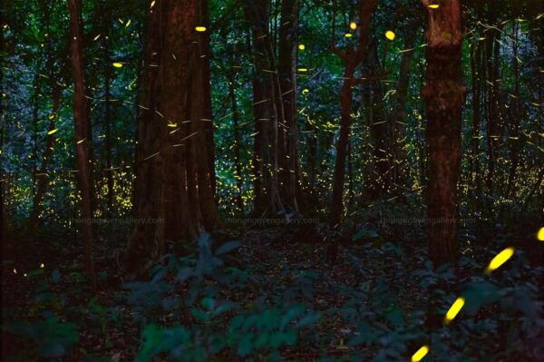 From Hanoi: Cuc Phuong & Admire Fireflies In 1 Day - Frequently Asked Questions