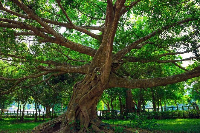 From Hanoi: Cuc Phuong National Park Day Trip by Private Car - Overview of Cuc Phuong National Park