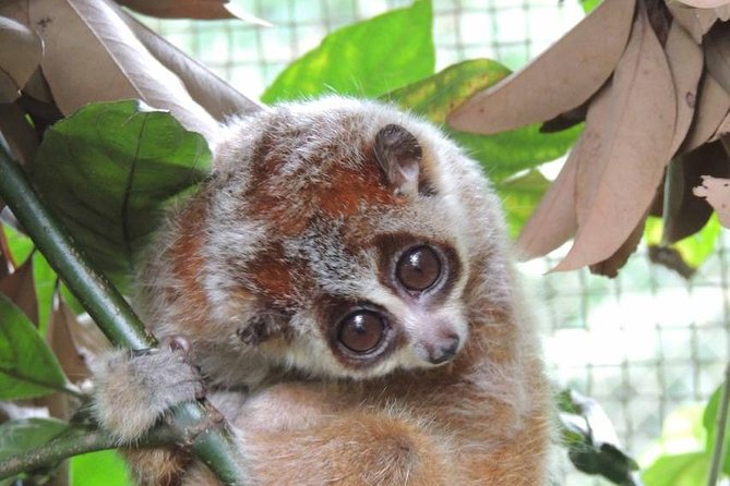 From Hanoi: Cuc Phuong National Park Day Trip by Private Car - The Sum Up