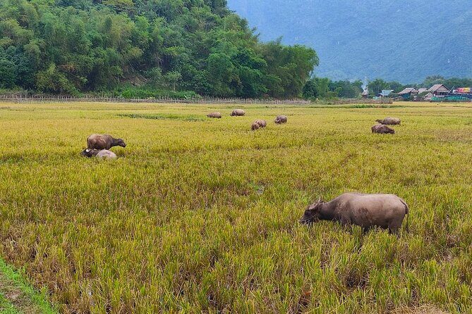 From Hanoi: Discover the Tranquil Beauty of Mai Chau by Bicycle - Thung Khe Pass: Majestic Views and Cultural Insight