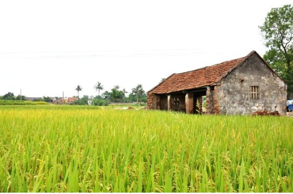 From Hanoi: Duong Lam Ancient Village Day Tour With Lunch - Local Cuisine