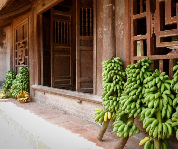 From Hanoi: Duong Lam Ancient Village Tour - Activity Details