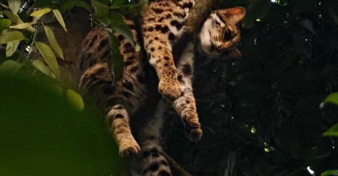 From Hanoi Explore Fresh Nature, See Wild Animal & Fireflies - Itinerary Highlights