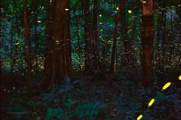 From Hanoi Explore Fresh Nature, See Wild Animal & Fireflies - Frequently Asked Questions