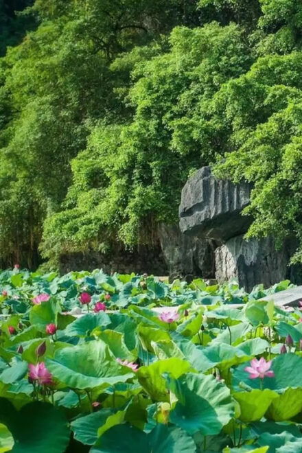From Hanoi Explore Ninh Binh - A Land Of Peaceful For 2 Days - Inclusions