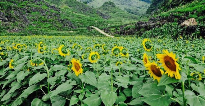 From Hanoi : Ha Giang Loop 3D2N Hong Hao - Night 1 Logistics