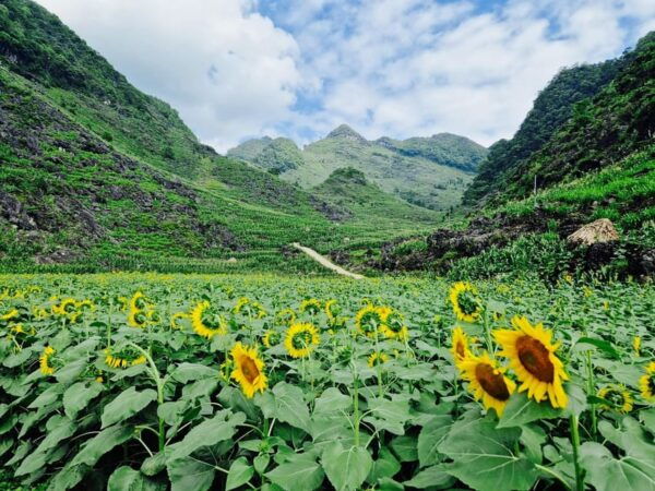 From Hanoi : Ha Giang Loop 3D2N Hong Hao - Transportation and Accommodation