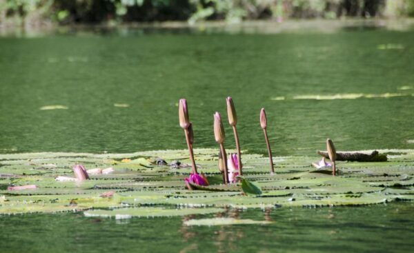 From Hanoi: Hoa Lu - Tam Coc - Mua Caves With Transfer - Return to Hanoi in the Evening and Drop off at the Hotel
