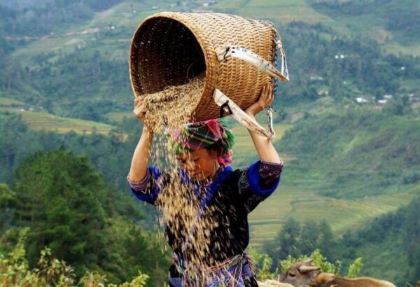 From Hanoi: Sapa 2-Days Trekking and Fansipan Peak Tour - Frequently Asked Questions